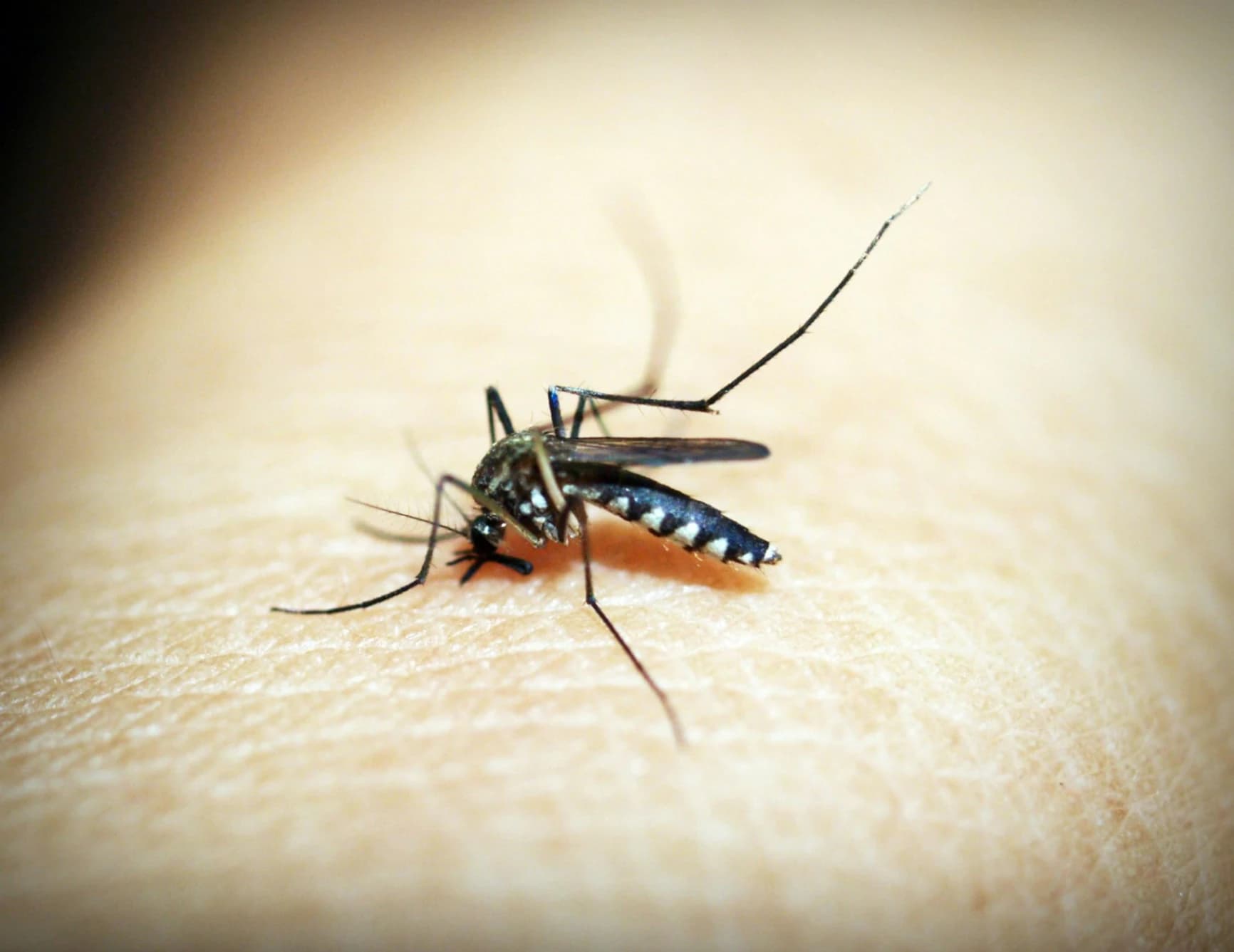 Malaria Prevention: Protecting Your Family and Community